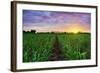 Sugarcane Field at Sunset.-amornchaijj-Framed Photographic Print