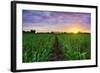 Sugarcane Field at Sunset.-amornchaijj-Framed Photographic Print