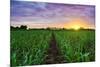 Sugarcane Field at Sunset.-amornchaijj-Mounted Photographic Print