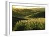 Sugarcane Field near Likuri Harbor, or Lomawai, Viti Levu Island, Fiji Islands., 1990S (Photo)-James L Stanfield-Framed Giclee Print