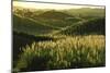 Sugarcane Field near Likuri Harbor, or Lomawai, Viti Levu Island, Fiji Islands., 1990S (Photo)-James L Stanfield-Mounted Giclee Print