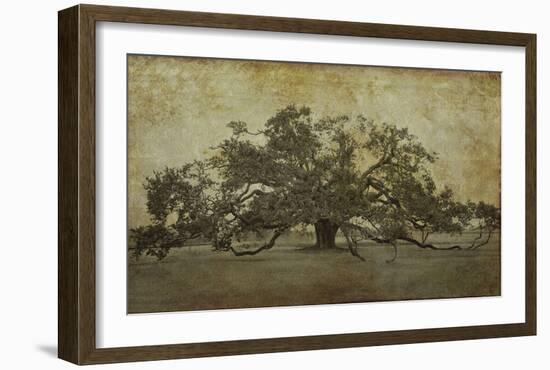 Sugarmill Oak, Louisiana-William Guion-Framed Giclee Print