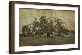 Sugarmill Oak, Louisiana-William Guion-Framed Giclee Print