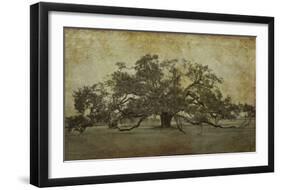 Sugarmill Oak, Louisiana-William Guion-Framed Giclee Print