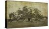 Sugarmill Oak, Louisiana-William Guion-Stretched Canvas