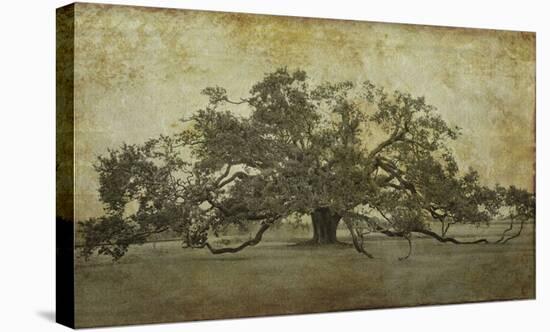 Sugarmill Oak, Louisiana-William Guion-Stretched Canvas