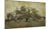 Sugarmill Oak, Louisiana-William Guion-Mounted Art Print