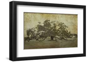 Sugarmill Oak, Louisiana-William Guion-Framed Art Print