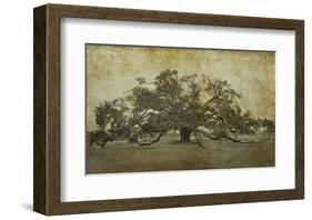 Sugarmill Oak, Louisiana-William Guion-Framed Art Print