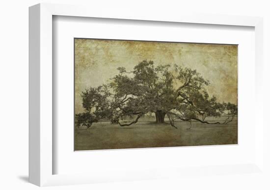 Sugarmill Oak, Louisiana-William Guion-Framed Art Print