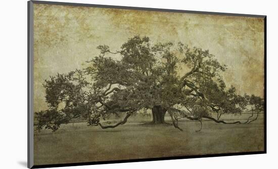 Sugarmill Oak, Louisiana-William Guion-Mounted Art Print