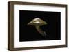 Suillus Bovinus (Jersey Cow Mushroom, Bovine Bolete)-Paul Starosta-Framed Photographic Print