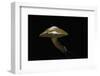 Suillus Bovinus (Jersey Cow Mushroom, Bovine Bolete)-Paul Starosta-Framed Photographic Print