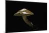 Suillus Bovinus (Jersey Cow Mushroom, Bovine Bolete)-Paul Starosta-Mounted Photographic Print