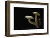 Suillus Bovinus (Jersey Cow Mushroom, Bovine Bolete)-Paul Starosta-Framed Photographic Print