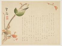 Japanese Nightingale Perched on a Branch-Suit?-Framed Stretched Canvas