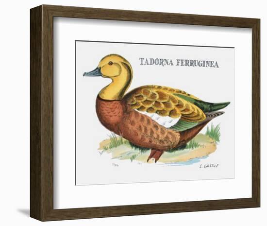 Suite Canards V-Serge Lassus-Framed Limited Edition