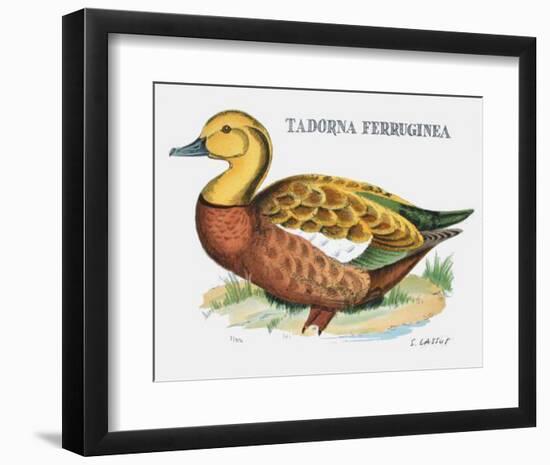 Suite Canards V-Serge Lassus-Framed Limited Edition