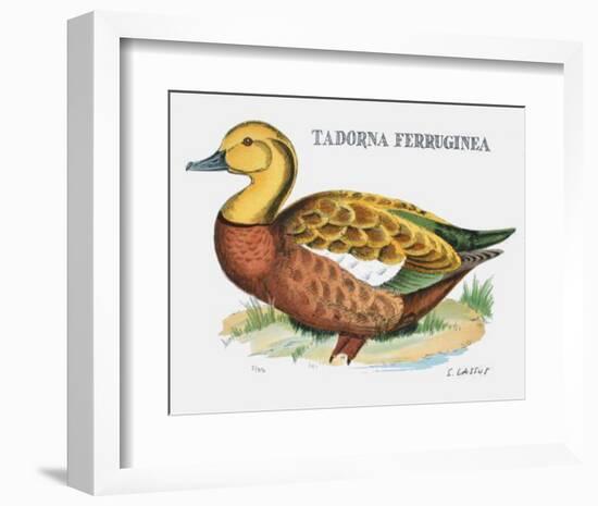 Suite Canards V-Serge Lassus-Framed Limited Edition