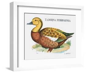 Suite Canards V-Serge Lassus-Framed Limited Edition