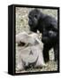 Sukari, an 8-Year-Old Mother Gorilla, Rummages Through a Trick or Treat Bag-John Amis-Framed Stretched Canvas