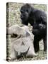 Sukari, an 8-Year-Old Mother Gorilla, Rummages Through a Trick or Treat Bag-John Amis-Stretched Canvas