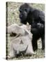 Sukari, an 8-Year-Old Mother Gorilla, Rummages Through a Trick or Treat Bag-John Amis-Stretched Canvas