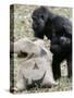 Sukari, an 8-Year-Old Mother Gorilla, Rummages Through a Trick or Treat Bag-John Amis-Stretched Canvas