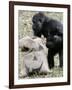 Sukari, an 8-Year-Old Mother Gorilla, Rummages Through a Trick or Treat Bag-John Amis-Framed Photographic Print