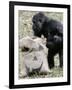 Sukari, an 8-Year-Old Mother Gorilla, Rummages Through a Trick or Treat Bag-John Amis-Framed Photographic Print