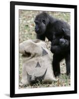 Sukari, an 8-Year-Old Mother Gorilla, Rummages Through a Trick or Treat Bag-John Amis-Framed Photographic Print