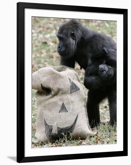 Sukari, an 8-Year-Old Mother Gorilla, Rummages Through a Trick or Treat Bag-John Amis-Framed Photographic Print