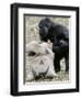 Sukari, an 8-Year-Old Mother Gorilla, Rummages Through a Trick or Treat Bag-John Amis-Framed Photographic Print