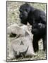 Sukari, an 8-Year-Old Mother Gorilla, Rummages Through a Trick or Treat Bag-John Amis-Mounted Photographic Print