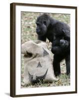 Sukari, an 8-Year-Old Mother Gorilla, Rummages Through a Trick or Treat Bag-John Amis-Framed Photographic Print