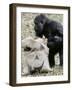 Sukari, an 8-Year-Old Mother Gorilla, Rummages Through a Trick or Treat Bag-John Amis-Framed Photographic Print