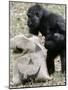 Sukari, an 8-Year-Old Mother Gorilla, Rummages Through a Trick or Treat Bag-John Amis-Mounted Photographic Print