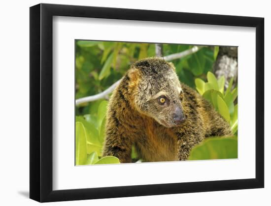 Sulawesi Bear Cuscus (Ailurops Ursinus) Sulawesi, Indonesia. Vulnerable Species-Roberto Rinaldi-Framed Photographic Print