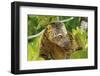 Sulawesi Bear Cuscus (Ailurops Ursinus) Sulawesi, Indonesia. Vulnerable Species-Roberto Rinaldi-Framed Photographic Print