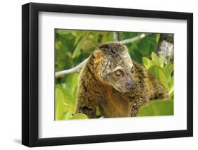 Sulawesi Bear Cuscus (Ailurops Ursinus) Sulawesi, Indonesia. Vulnerable Species-Roberto Rinaldi-Framed Photographic Print