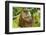 Sulawesi Bear Cuscus (Ailurops Ursinus) Sulawesi, Indonesia. Vulnerable Species-Roberto Rinaldi-Framed Photographic Print