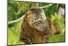 Sulawesi Bear Cuscus (Ailurops Ursinus) Sulawesi, Indonesia. Vulnerable Species-Roberto Rinaldi-Mounted Photographic Print