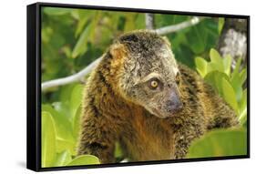 Sulawesi Bear Cuscus (Ailurops Ursinus) Sulawesi, Indonesia. Vulnerable Species-Roberto Rinaldi-Framed Stretched Canvas