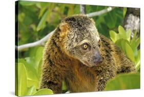 Sulawesi Bear Cuscus (Ailurops Ursinus) Sulawesi, Indonesia. Vulnerable Species-Roberto Rinaldi-Stretched Canvas