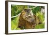 Sulawesi Bear Cuscus (Ailurops Ursinus) Sulawesi, Indonesia. Vulnerable Species-Roberto Rinaldi-Framed Photographic Print