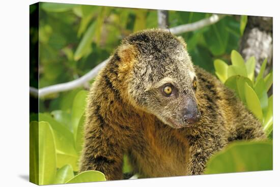 Sulawesi Bear Cuscus (Ailurops Ursinus) Sulawesi, Indonesia. Vulnerable Species-Roberto Rinaldi-Stretched Canvas