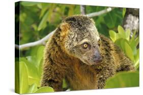 Sulawesi Bear Cuscus (Ailurops Ursinus) Sulawesi, Indonesia. Vulnerable Species-Roberto Rinaldi-Stretched Canvas