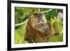 Sulawesi Bear Cuscus (Ailurops Ursinus) Sulawesi, Indonesia. Vulnerable Species-Roberto Rinaldi-Framed Photographic Print