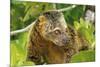 Sulawesi Bear Cuscus (Ailurops Ursinus) Sulawesi, Indonesia. Vulnerable Species-Roberto Rinaldi-Mounted Photographic Print