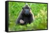 Sulawesi black macaque suckling infant, Indonesia-Nick Garbutt-Framed Stretched Canvas